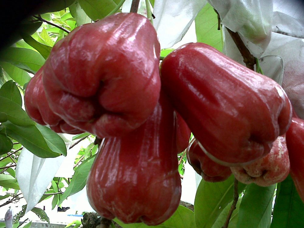 Image Result For Manfaat Buah Jambu Susu Image Result For Manfaat Buah Jambu Susu