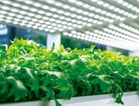 Horticulture LED Light