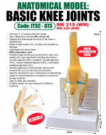 ITSC-073 Basic Knee Joints