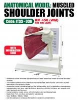 ITSC-036 Muscled Shoulder Joints
