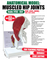 ITSC-037 Muscled Hip Joints