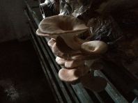 oyster mushroom