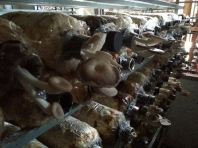 oyster mushroom