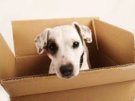 Pets Relocations
