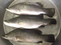 Ikan Siakap beku | Barramundi