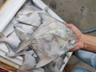 Ikan Bawal Tambak segar