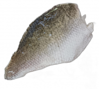 Fillet Ikan Siakap Beku