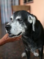 Geriatric Pet Care (Senior Pet Care)