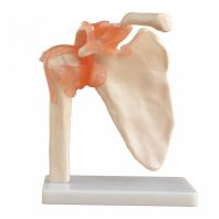 Shoulder Joint Model Life-size Human Medical Anatomical Skeleton Model ���ؽ�ģ��