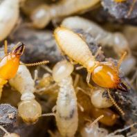 Termites Control Solution