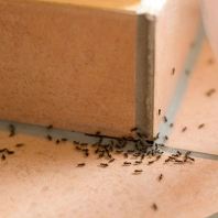 Ant Control