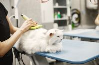 Grooming for Dogs and Cats