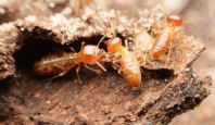 ANTI-TERMITE CONSULTANCY & TREATMENT SERVICES (CIDB-REGISTERED CONTRACTOR)