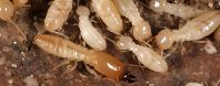 TERMITES