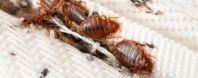 BED BUGS