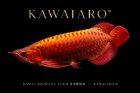 Premium Super Red Arowana