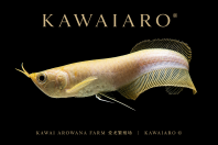 Albino Silver Arowana