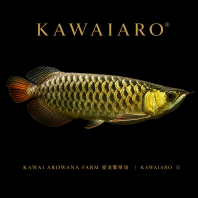 High Back Golden Arowana