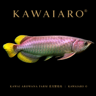 Banjar Red Arowana