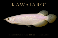 [RARE] PANDA GOLDEN AROWANA