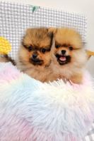 Pomeranian