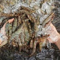 Chill Tiger Prawn (26 pcs)