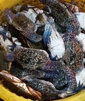 (WILD SEA) SDK's Flower Crab ɽ���Ұ����з  Market Price��RM40.00/kg  VPP��RM27.00/kg