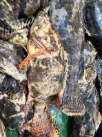 SDK- DRAGON TIGER GROUPER ɳ��ɽ���������   VPP: RM49.80/kg