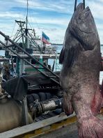 ɽ����ֱ��(188����Ұ�����͟���)- Seasonal