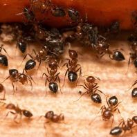 Ants Control