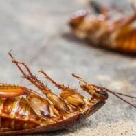 Cockroach Control