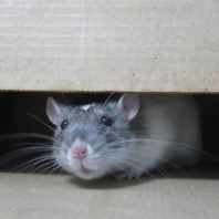 Rats Rodents Control