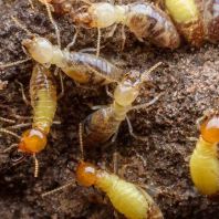 Termite Control