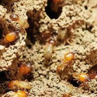 Termite Control Johor Bahru