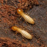 Termite Inspection & Monitoring