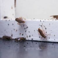 Cockroach Control