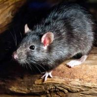 Rodent Control