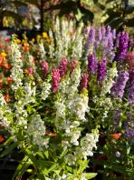Angelonia 
