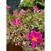 portulaca batik 