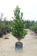 OUTDOOR PLANT 