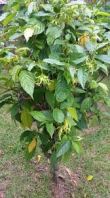 OUTDOOR PLANT 