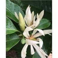 OUTDOOR PLANT 