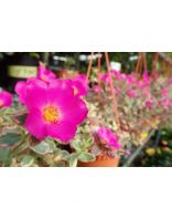 Portulaca Batik Pink 