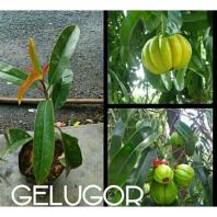POKOK ASAM GELUGOR 