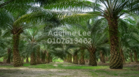 Mersing Agricultural Land for Sale | 260 Acres Freehold Oil Palm Plantation Land in Johor | Flat Land with Road Access & Electricity