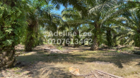Freehold 20 Acres Agricultural Land for Sale in Pontian, Johor   Mature Oil Palm Trees, Flat Yellow Soil, Ready for Investment