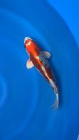 Japan Kohaku 30cm from Marusei Farm