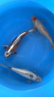 Japan koi import 35-45cm from Kaneko Farm