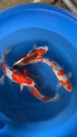 Japan koi import 38-40cm from Kaneko Farm