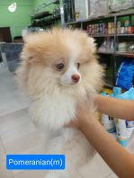 Pomeranian (Male)